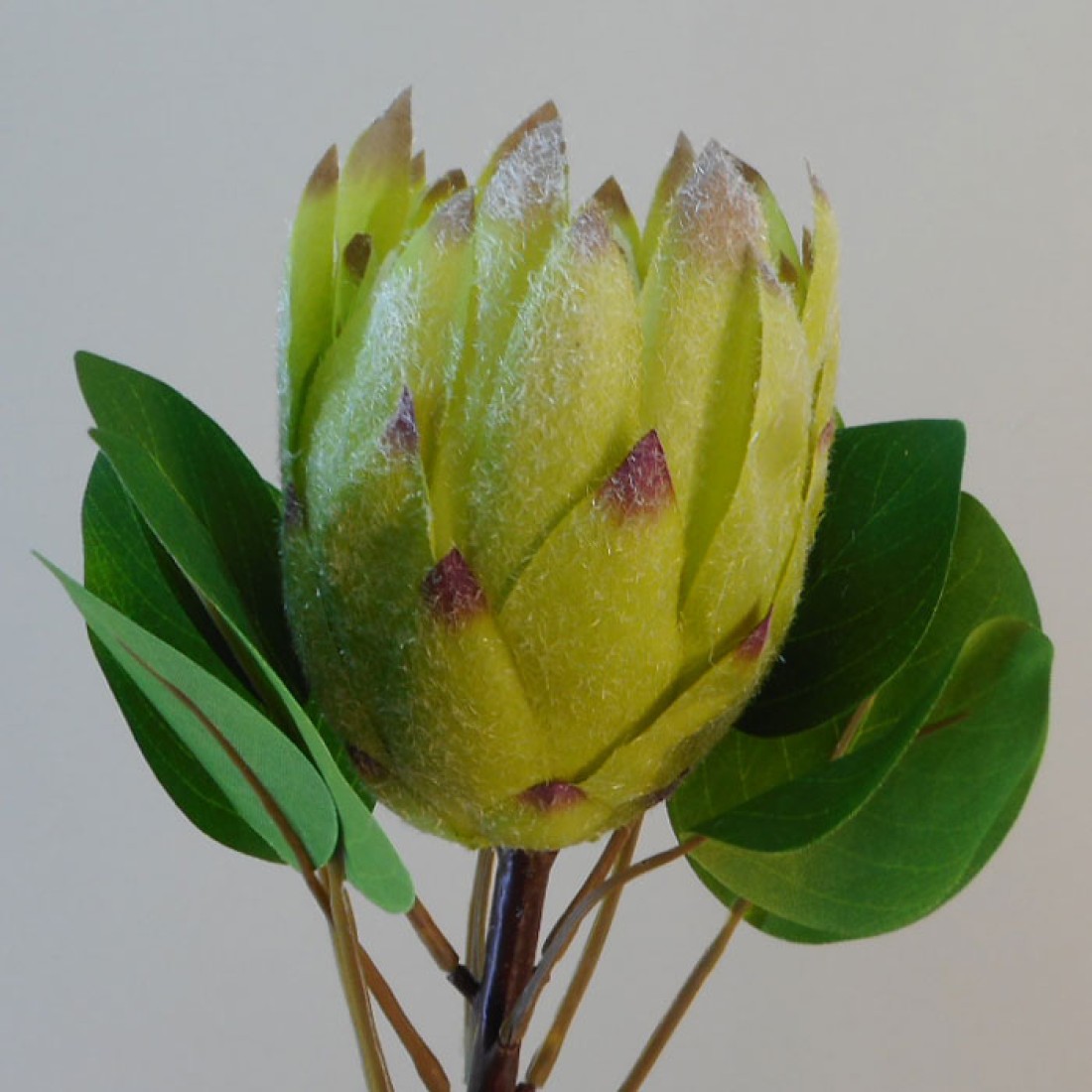 Artificial King Protea Green 65cm Artificial Flowers